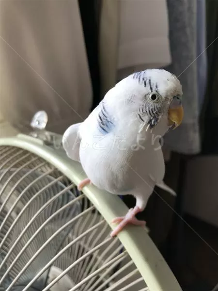 コメントの画像