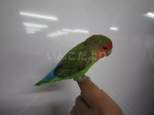 コメントの画像