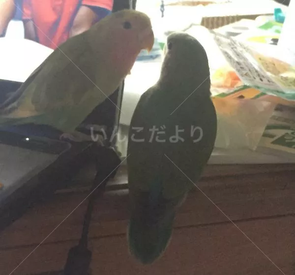 コメントの画像