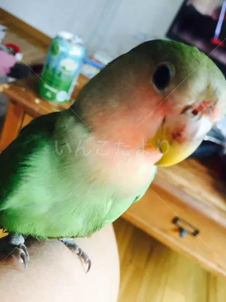 コメントの画像