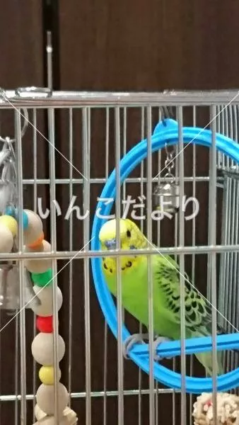 コメントの画像