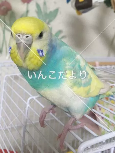 コメントの画像