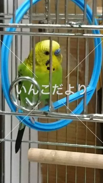 コメントの画像