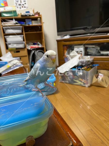 コメントの画像