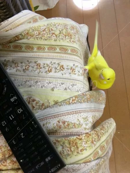 コメントの画像