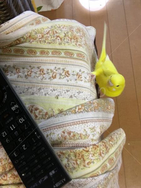 コメントの画像