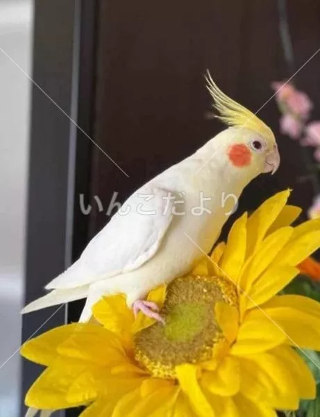 コメントの画像