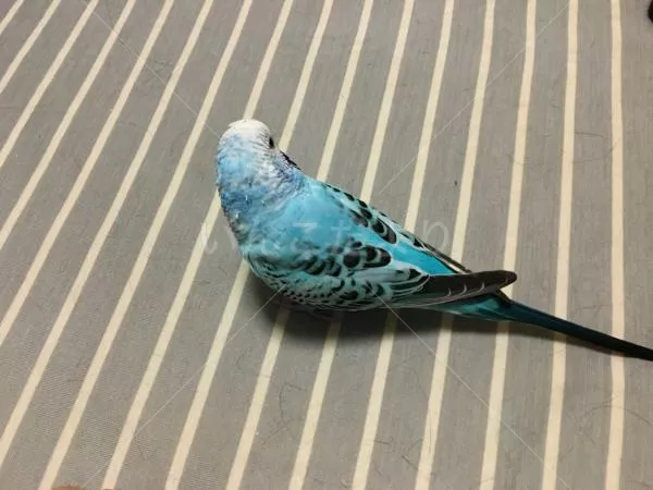 コメントの画像