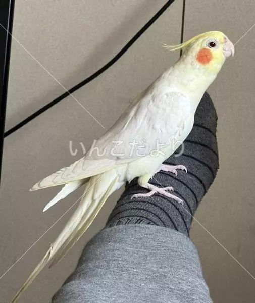 コメントの画像