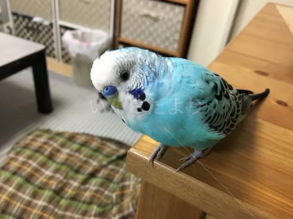 コメントの画像