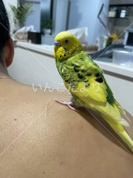 コメントの画像