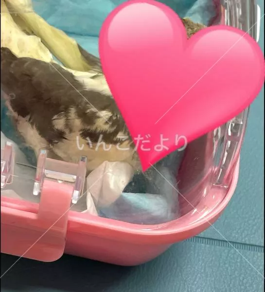 コメントの画像