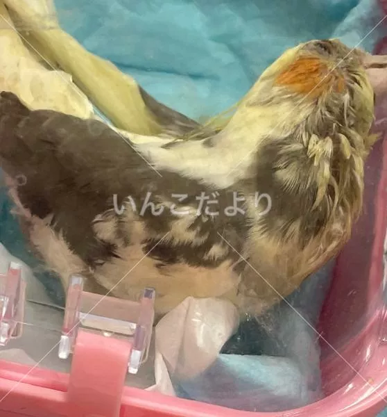 コメントの画像