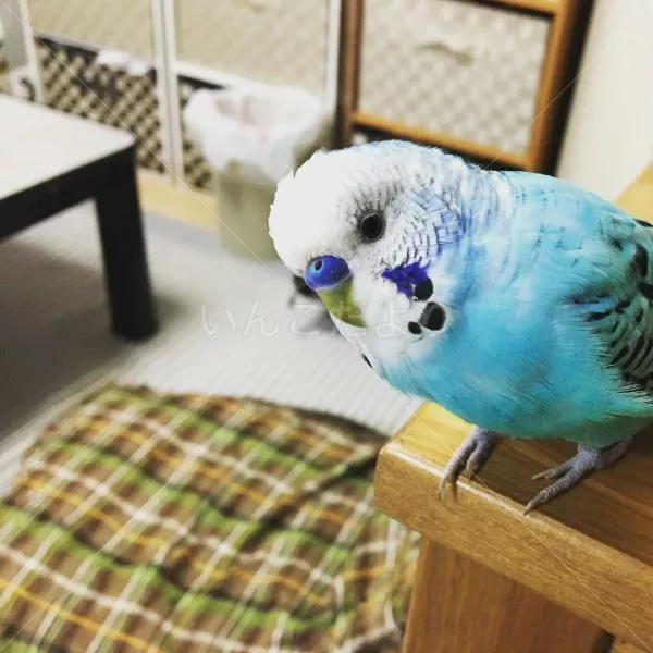 コメントの画像