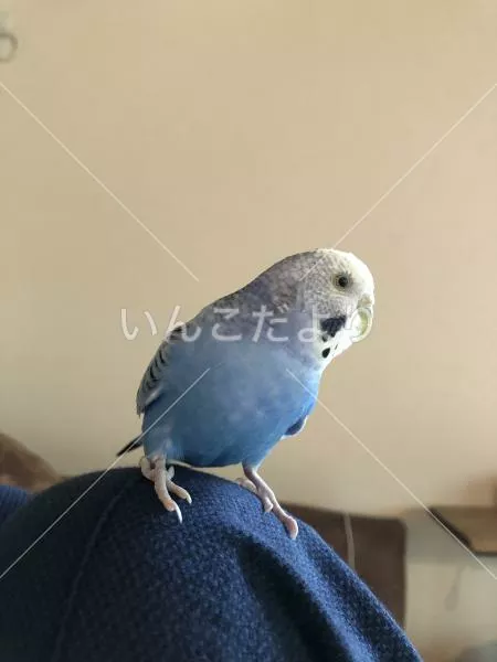 コメントの画像