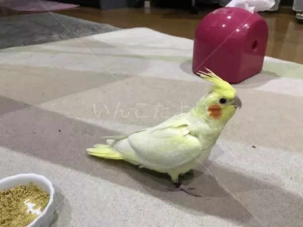 コメントの画像