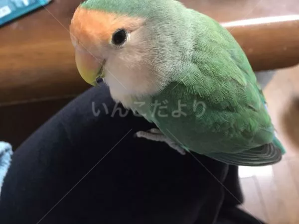 コメントの画像