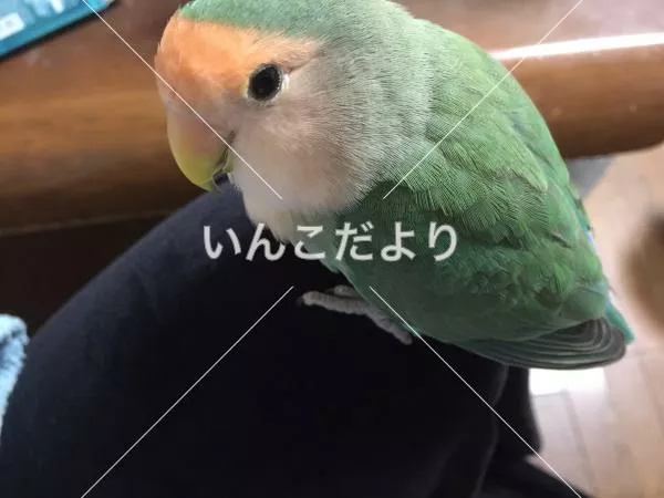 コメントの画像