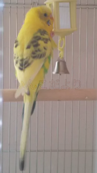 コメントの画像