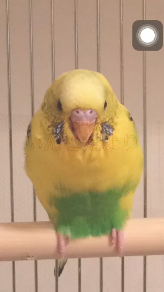 コメントの画像