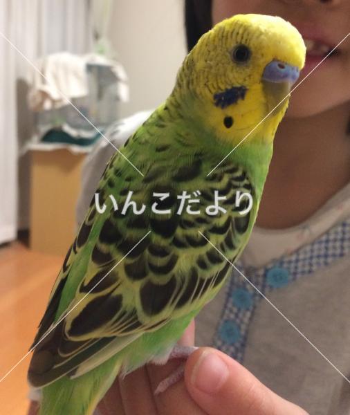 コメントの画像