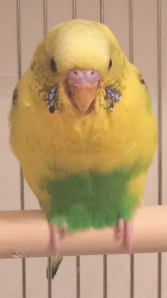 コメントの画像