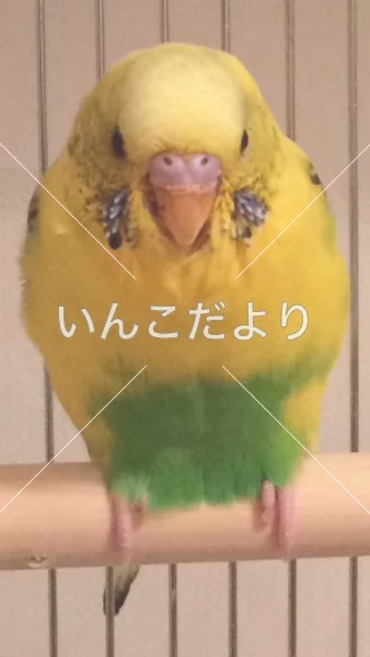 コメントの画像