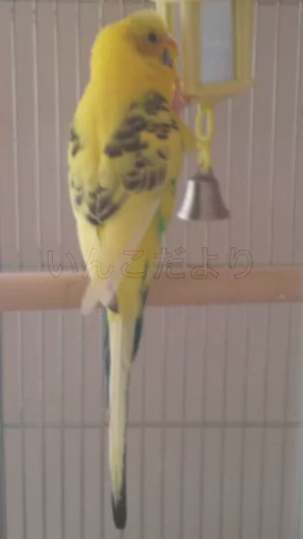 コメントの画像