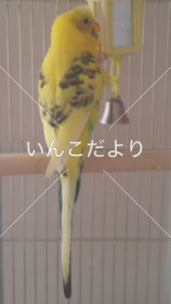 コメントの画像