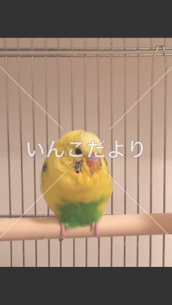 コメントの画像