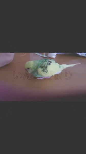 コメントの画像