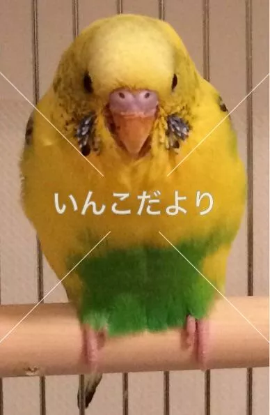 コメントの画像