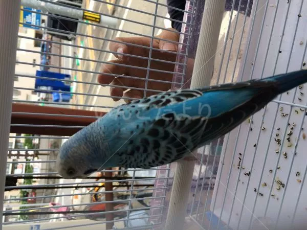 コメントの画像