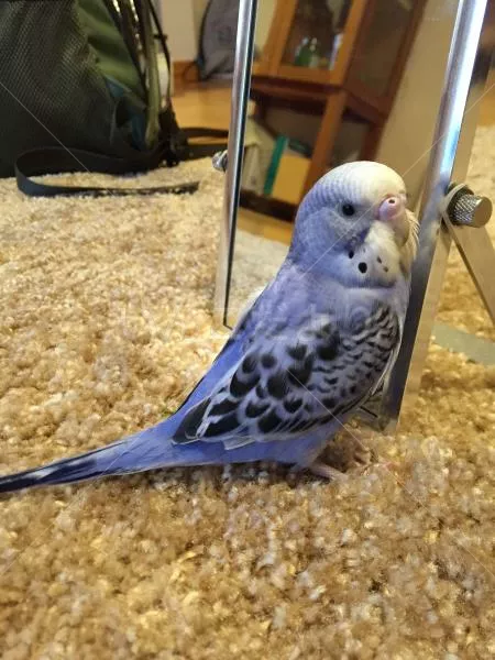 コメントの画像