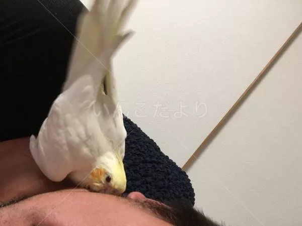 コメントの画像