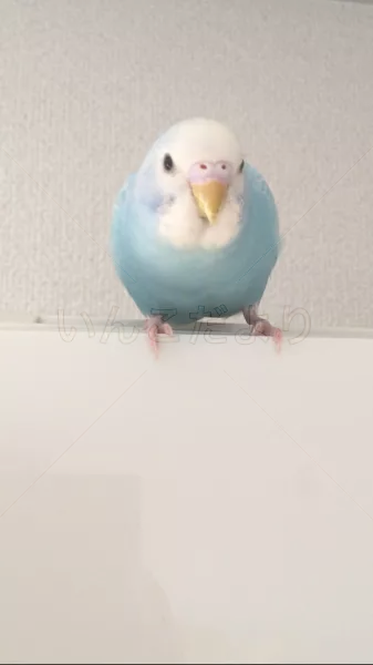 コメントの画像