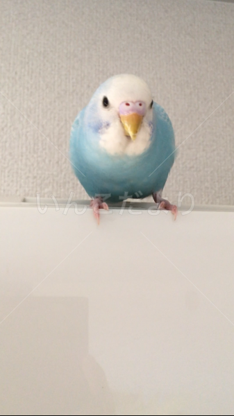 コメントの画像