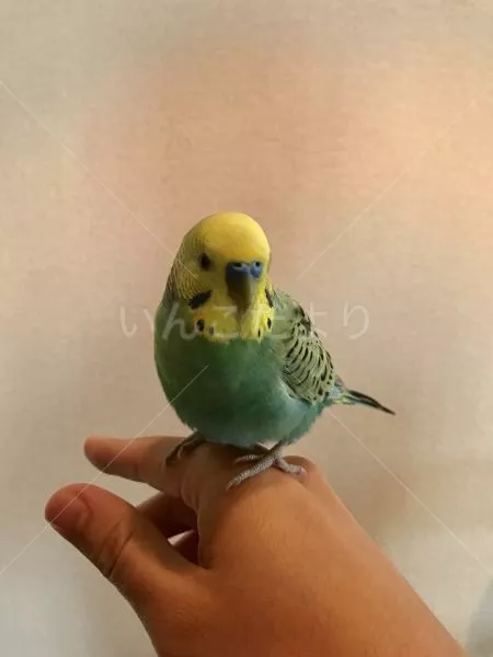 コメントの画像