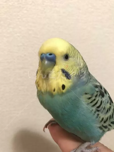 コメントの画像