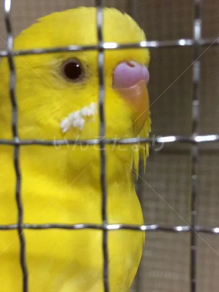 コメントの画像