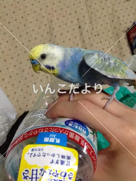 コメントの画像