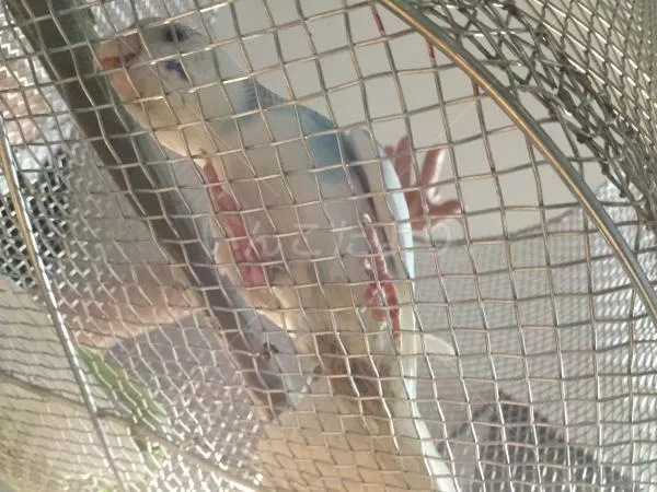 コメントの画像