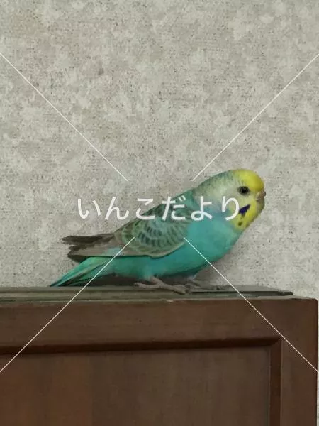 コメントの画像