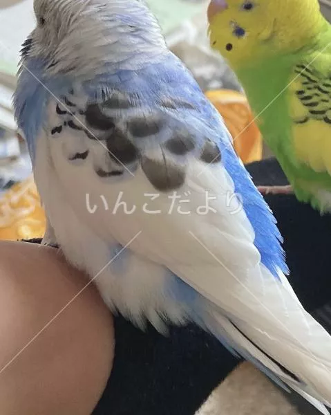 コメントの画像