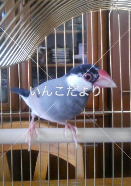 コメントの画像