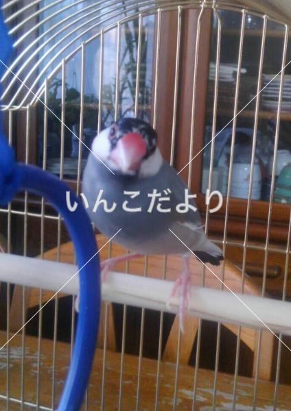 コメントの画像
