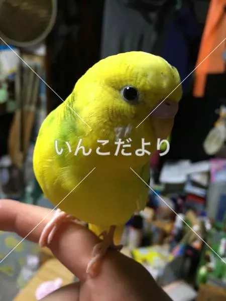 コメントの画像