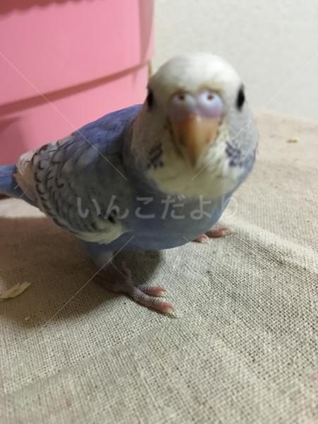 コメントの画像