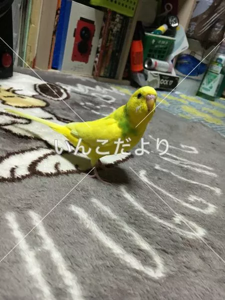 コメントの画像