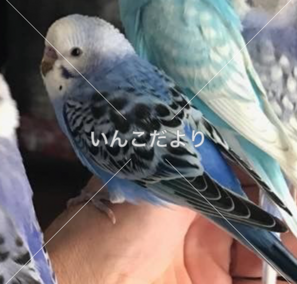 コメントの画像